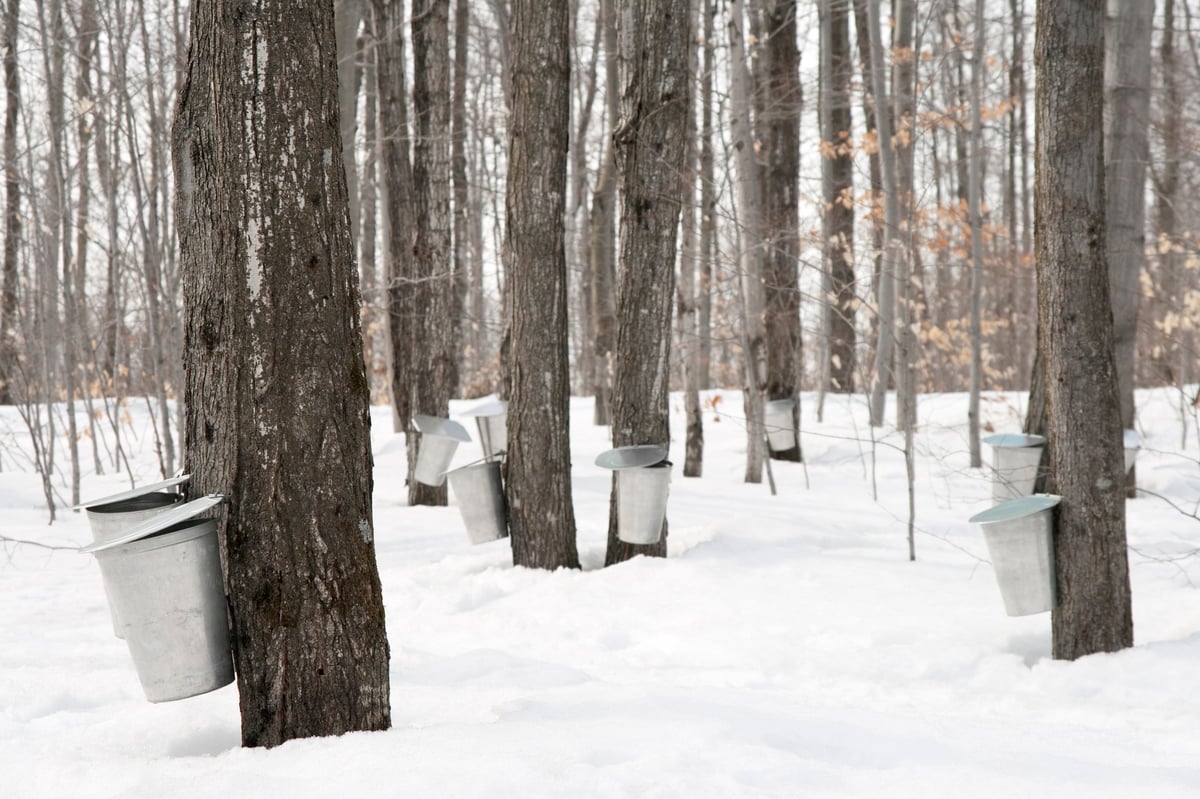 Pails used to collect sap from maple trees during syrup production